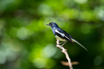 Oriental Magpie Robin