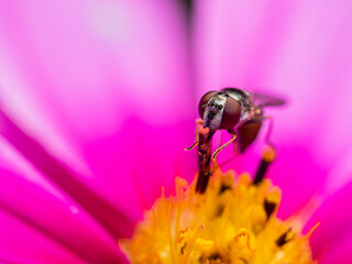 Fly feasting on nectar