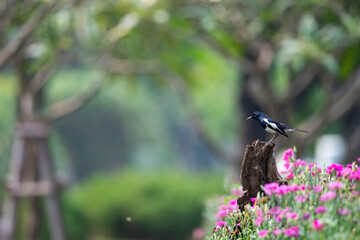 Oriental Magpie Robin