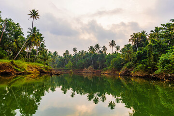 Lush greenery with Palm trees or Coconut trees and Backwater A Shot from Kanyakumari District, Tamil Nadu, India.