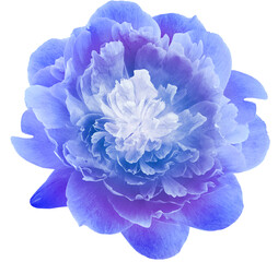 Purple  peony  flower  on  a  white isolated background with clipping path. Closeup. For design. Nature.