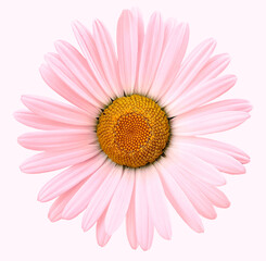 Light pink chamomile flower  on white isolated background with clipping path. Closeup. For design. Nature.