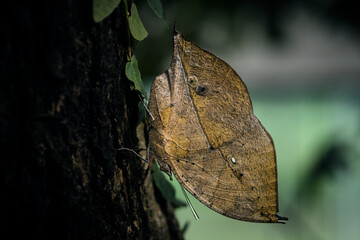 butterfly on leaf © Niyada