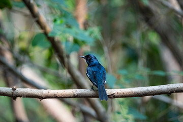 Oriental Magpie Robin