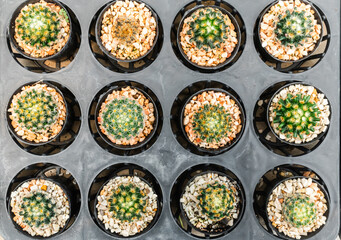 Many cactus are lined up for use as a background. Top view of little cactus in a pot. Different types of cactus In the nursery make a clear picture suitable for the background.