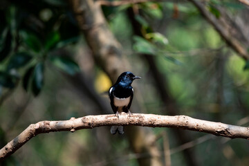 Oriental Magpie Robin