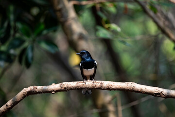 Oriental Magpie Robin