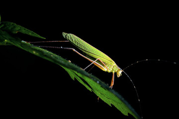 green praying mantis
