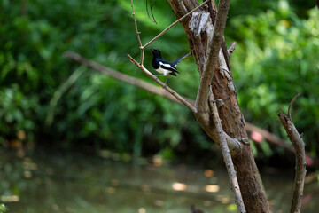 Oriental Magpie Robin