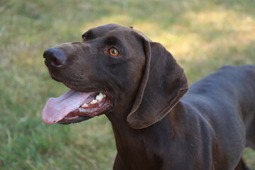German Shorthaired Pointer male