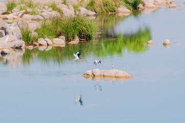 Beautiful Panna river and rocky riverbed at Panna National Park, Madhya Pradesh, India. It is located in Panna and Chhatarpur districts of Madhya Pradesh in India. A tiger reserve.
