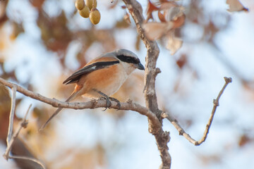 Beautiful image of Flycatcher bird, Black-and-Orange (Ficedula nigrorufa) male, at Panna National Park, Madhya Pradesh, India.