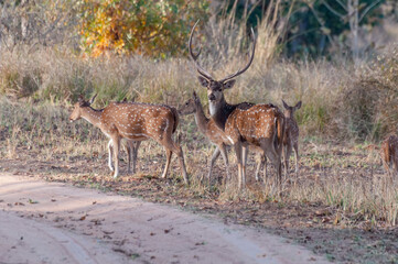 Fototapeta na wymiar Beautiful image of group of deers , front facing the camera at Panna National Park, Madhya Pradesh, India. It is a tiger reserve.