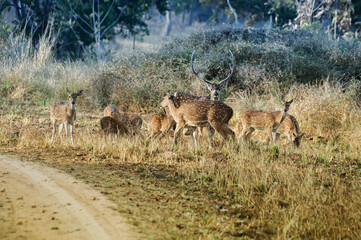 Naklejka na ściany i meble Beautiful image of group of deers , front facing the camera at Panna National Park, Madhya Pradesh, India. Panna is located in Panna district of Madhya Pradesh in India. It is a tiger reserve.