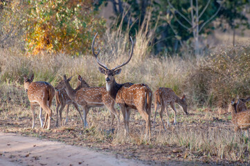 Naklejka na ściany i meble Beautiful image of group of deers , front facing the camera at Panna National Park, Madhya Pradesh, India. It is a tiger reserve.
