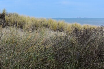 Fototapeta premium Marram grass, on sand dunes, in Kijkduin, Netherlands.