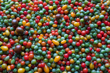Background of red yellow green tomatoes. Beautiful color mixture in a tomato's crate closeup. 1,000 fresh tomatoes for publication, poster, screensaver, wallpaper, postcard, banner, cover, post