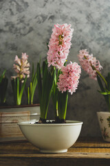 Hyacinth pink flower, spring bulb plant in pot.