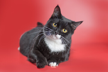 black and white cat lying on red background