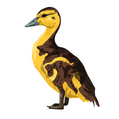 duckling yellow-brown. mallard chicken. realistic vector drawing of a duckling