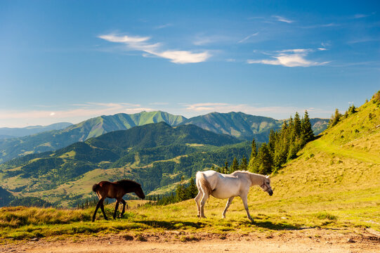 Wild horses grazing on grass with veiw of Maramures ridge from Rodna Mountains, Muntii Rodnei National Park, Romania, Romanian Carpathian Mountains, Europe.