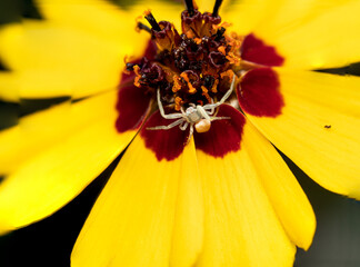 Crab spider on a flower
