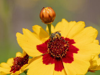 Bee looking for pollen