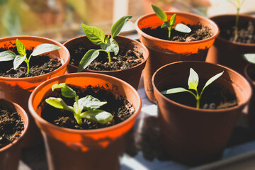 Bell pepper seedlings in pots growing on window