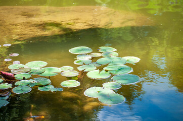 Lilly pods floating over large boulders in a pond