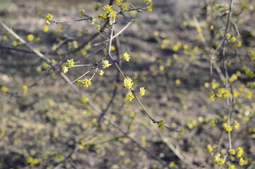 Closeup Cornus mas known as Cornelian cherry with blurred background in spring garden
