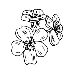 Set of hand drawn Cherry illustrations on white background. Design elements for logo, label, emblem, sign, poster, menu. Vector illustration