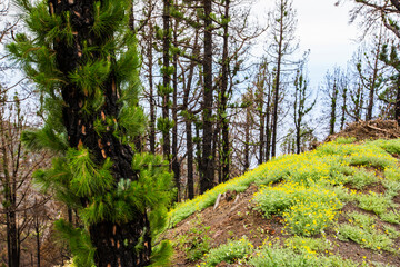 Burned forest in Caldera De Taburiente Nature Park, La Palma Island, Canary Islands, Spain