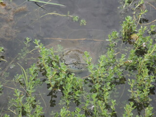 Phrynops hilarii, Hilaire’s toadhead turtle or side-necked turtle, freshwater Chelidae. Campanita turtle lives in wetlands, streams, lakes, in Brazil, Argentina, Uruguay, Bolivia or Paraguay.