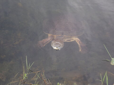 Phrynops hilarii, Hilaire&rsquo;s toadhead turtle or side-necked turtle, freshwater Chelidae. Campanita turtle lives in wetlands, streams, lakes, in Brazil, Argentina, Uruguay, Bolivia or Paraguay.