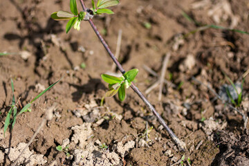 Green leaves on a branch of a sapling. Spring season in a garden