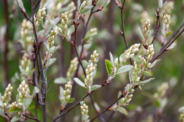 Branches of amelanchier or shadbush, serviceberry, irga, juneberry, saskatoon with buds. Spring blooming garden 
