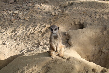 Suricate debout