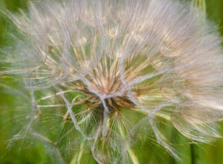 Fototapeta premium tender dandelion in a field in green grass - Tragopogon pratensis. Dandelion seed head in meadow, close-up nature. Macro shot of seed head, delicate and beautiful Tragopogon. bokeh