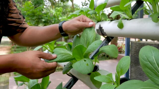 A men hand holding a Brassica rapa, pakcoy or bok choy plant grows in the hydroponic garden. 4k footage