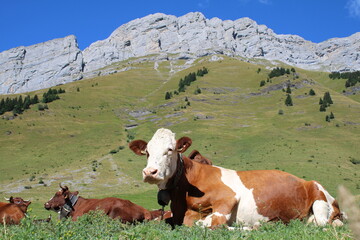 Fototapeta na wymiar Vaches au col des Aravis