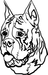 Vector line art illustration of a domestic dog. The bright muzzle of a thoroughbred boxer.