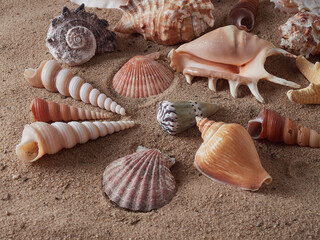 View of the sandy beach. Summer day. Shells in the sand.