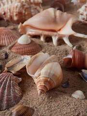 View of the sandy beach. Summer day. Shells in the sand.