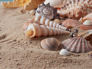 Fototapeta na wymiar View of the sandy beach. Summer day. Shells in the sand.