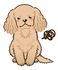 不満があるアメリカンコッカースパニエル（バフ）