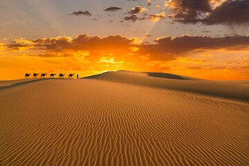 Camel caravan in the desert on a sand dune at sunset