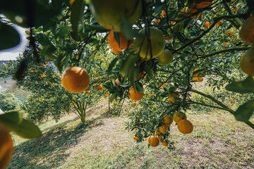 orange trees in the garden