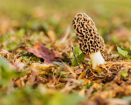 Tasty morel mushroom found in the spring where an old apple tree used to be in Maryland.