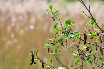 branches with young green leaves for the background. The first spring tender leaves, buds and branches. nature comes alive after winter. young leaves on the bushes. small green leaves bloom.