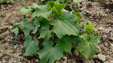 cucumber seedlings images, Young cucumber plants